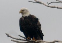 bald eagle 007.jpg bald eagle 007.jpg