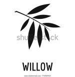 Willow leaf.jpg