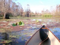 sparkleberry swamp2.JPG sparkleberry swamp2.JPG
