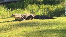 okefenokee-joe-alligator.jpg okefenokee-joe-alligator.jpg