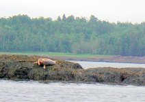 Seal Cobscook Bay Maine.JPG