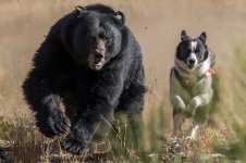 Karelian-Bear-Dog..jpg