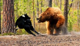 KBD-fighting-a-bear.jpg