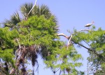 Trees fern ibis.JPG