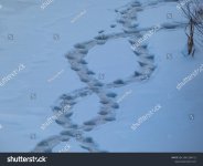 stock-photo-perfect-footprints-and-tracks-of-eurasian-beaver-or-european-beaver-castor-fiber-w...jpg