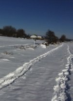 Snowshoe Tracks.jpg