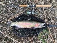 Rainbow trout 4-6-22 @ springwater creek.jpg