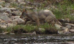 wolf.jpg