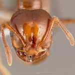 Fire Ant.jpg Fire Ant.jpg