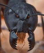 worker ant.jpg