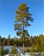 Pinus sylvestri.JPG
