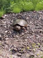 snapper.jpg