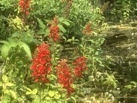 Cardinal Flower.jpg