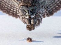 Owl Mouse.jpg