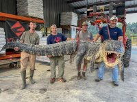 Mississippi record alligator.jpg