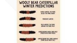 Wooly bear chart.jpg
