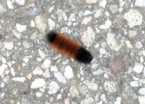 Wooly bear caterpillar 2023.jpg