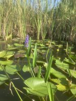 PickerelWeed.jpeg PickerelWeed.jpeg