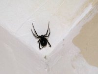 black_widow_DSCN2138_c1sl - web.jpg
