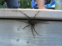 Dock spider.jpg