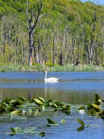 Great Swamp swan.jpg