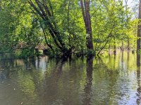 Swamped forest at footbridge.jpg