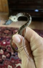 Snake.jpeg