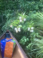 IMG_4963.jpeg