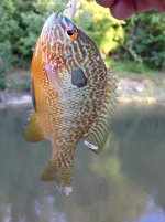 IMG_0242.jpeg