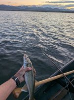 chat 17 walleye full.jpg