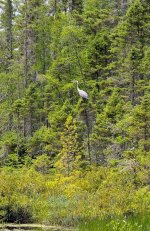 Heron in tree.jpg