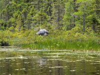 Heron taking off.jpg
