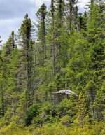 Heron in flight.jpg