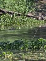 Gator 1.jpg
