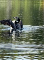 IMG_3115.jpeg