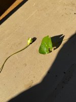 IMG_3164.jpeg