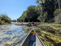 Winchester Lake streaming grass.jpg