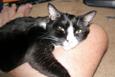 Joe on my leg..jpg