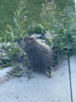 IMG_3233.jpeg