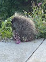 IMG_3237.jpeg