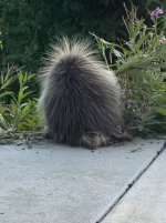 IMG_3235.jpeg