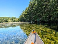 Milfoil on Shepaug River.jpg Milfoil on Shepaug River.jpg
