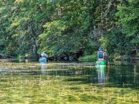 Paddling throuh vegetated Shepaug.jpg Paddling throuh vegetated Shepaug.jpg