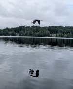 Heron takes flight.jpg Heron takes flight.jpg