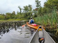 Marsh between channel bridges.jpg