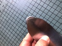 IMG_9077.jpeg