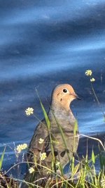 IMG_3339.jpeg