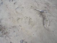 wolftracks_zpsd79c209b_Original.jpeg