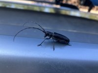 IMG_5216.jpeg