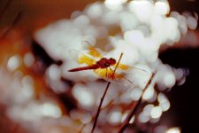 Big Bend dragonfly.jpg